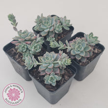 Load image into Gallery viewer, Graptoveria Rose Queen - Small form