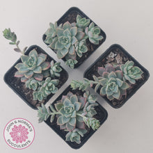 Load image into Gallery viewer, Graptoveria Rose Queen - Small form