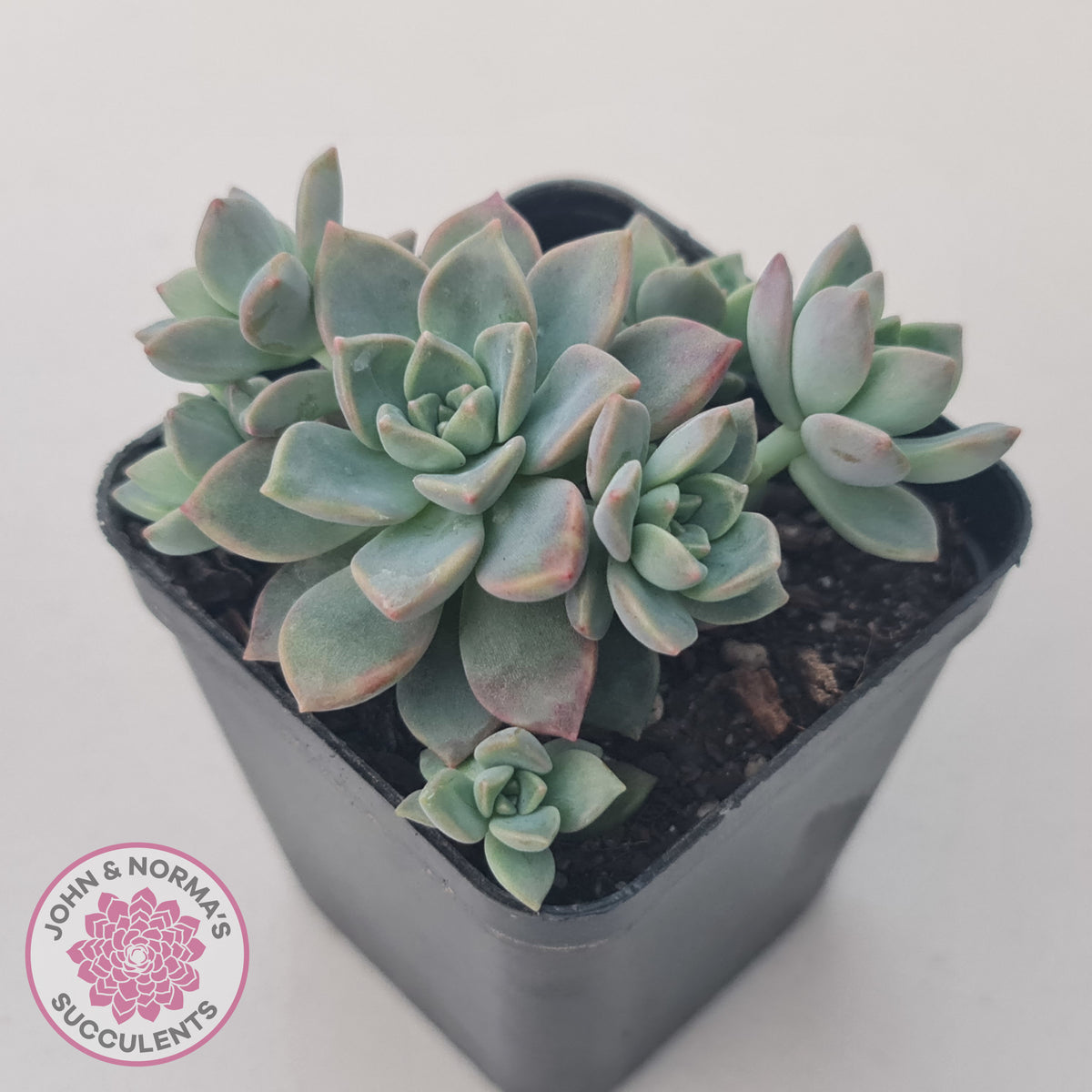 Graptoveria Rose Queen - Small form