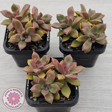 Load image into Gallery viewer, Graptoveria Rubra