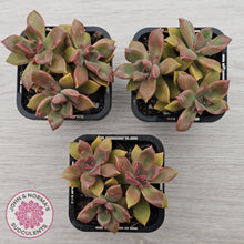 Load image into Gallery viewer, Graptoveria Rubra