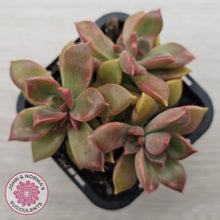 Load image into Gallery viewer, Graptoveria Rubra