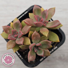 Load image into Gallery viewer, Graptoveria Rubra