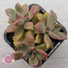 Load image into Gallery viewer, Graptoveria Rubra