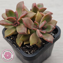 Load image into Gallery viewer, Graptoveria Rubra