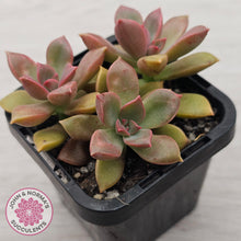 Load image into Gallery viewer, Graptoveria Rubra