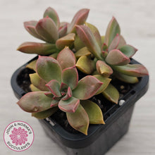 Load image into Gallery viewer, Graptoveria Rubra