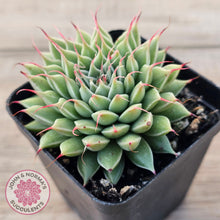 Load image into Gallery viewer, Graptoveria Silver Star