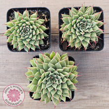 Load image into Gallery viewer, Graptoveria Silver Star