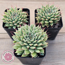 Load image into Gallery viewer, Graptoveria Silver Star