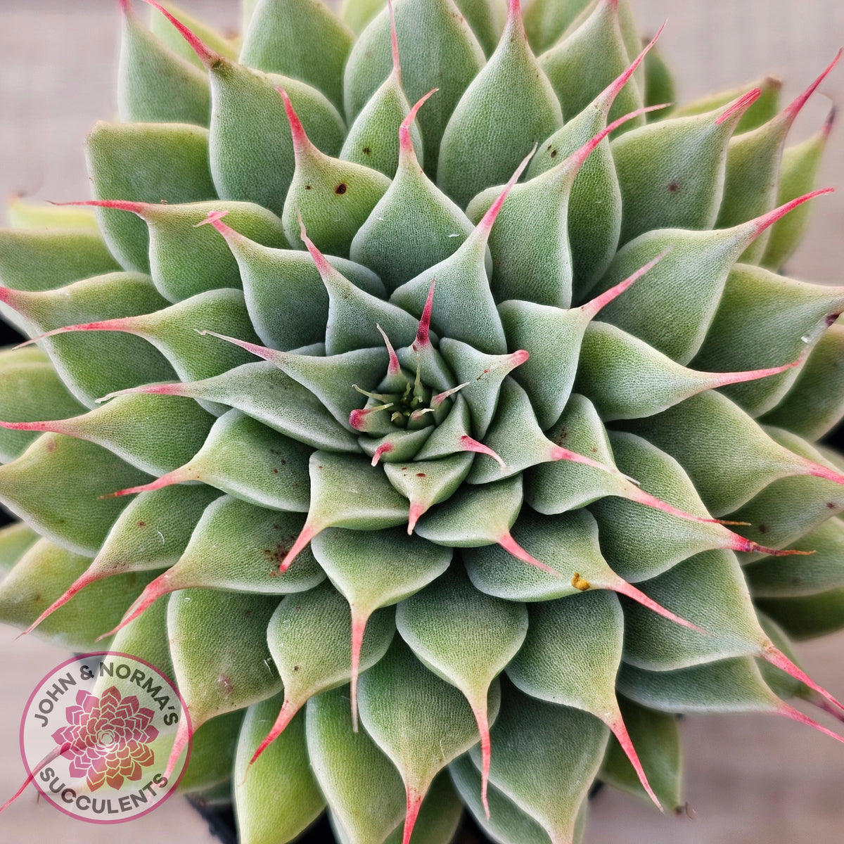 Graptoveria Silver Star