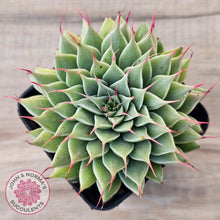 Load image into Gallery viewer, Graptoveria Silver Star