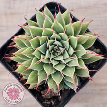 Load image into Gallery viewer, Graptoveria Silver Star
