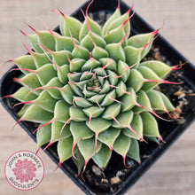 Load image into Gallery viewer, Graptoveria Silver Star