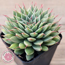 Load image into Gallery viewer, Graptoveria Silver Star