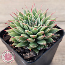 Load image into Gallery viewer, Graptoveria Silver Star