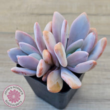Load image into Gallery viewer, Graptoveria Snow Peach