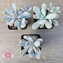 Load image into Gallery viewer, Graptoveria Snow Peach