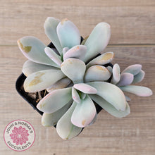 Load image into Gallery viewer, Graptoveria Snow Peach