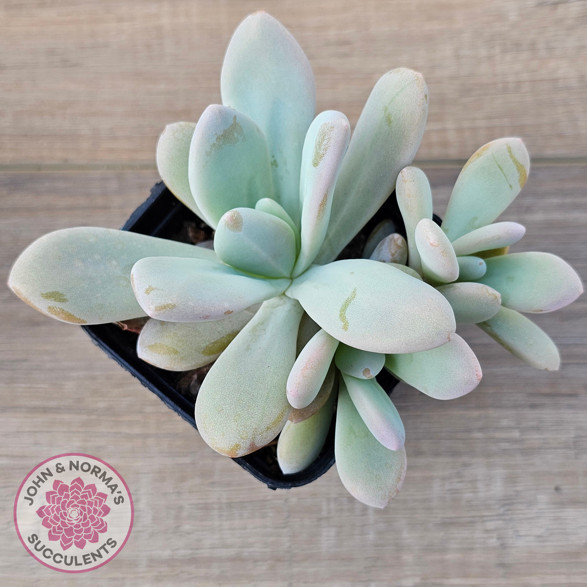 Graptoveria Snow Peach