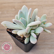 Load image into Gallery viewer, Graptoveria Snow Peach