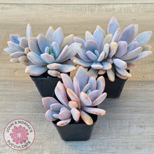 Load image into Gallery viewer, Graptoveria Snow Peach