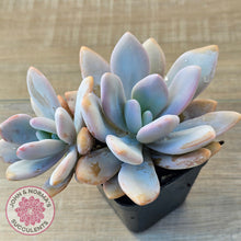 Load image into Gallery viewer, Graptoveria Snow Peach