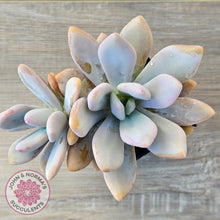 Load image into Gallery viewer, Graptoveria Snow Peach