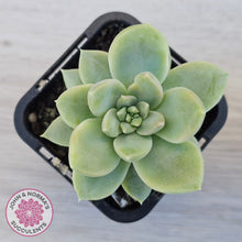 Load image into Gallery viewer, Graptoveria Titubans