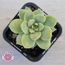 Load image into Gallery viewer, Graptoveria Titubans