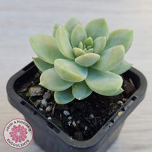 Load image into Gallery viewer, Graptoveria Titubans