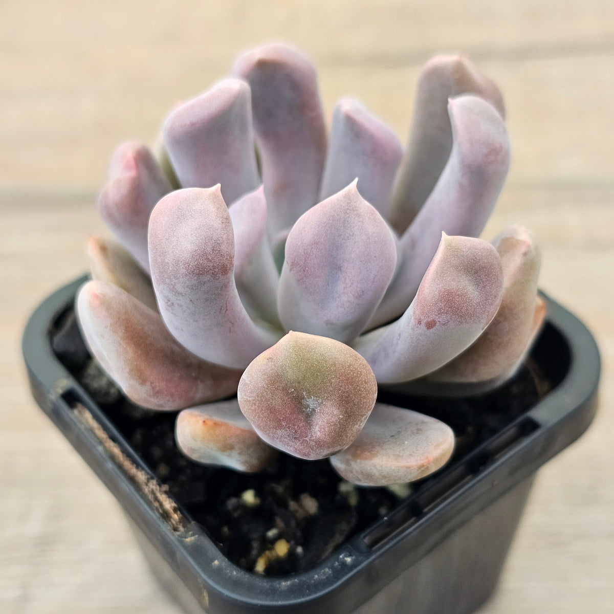 Graptoveria Topsy Debbie 'Lilac Spoons'