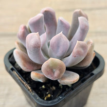 Load image into Gallery viewer, Graptoveria Topsy Debbie 'Lilac Spoons'