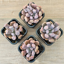 Load image into Gallery viewer, Graptoveria Topsy Debbie 'Lilac Spoons'