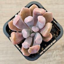 Load image into Gallery viewer, Graptoveria Topsy Debbie 'Lilac Spoons'