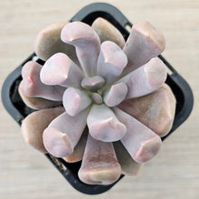 Load image into Gallery viewer, Graptoveria Topsy Debbie 'Lilac Spoons'