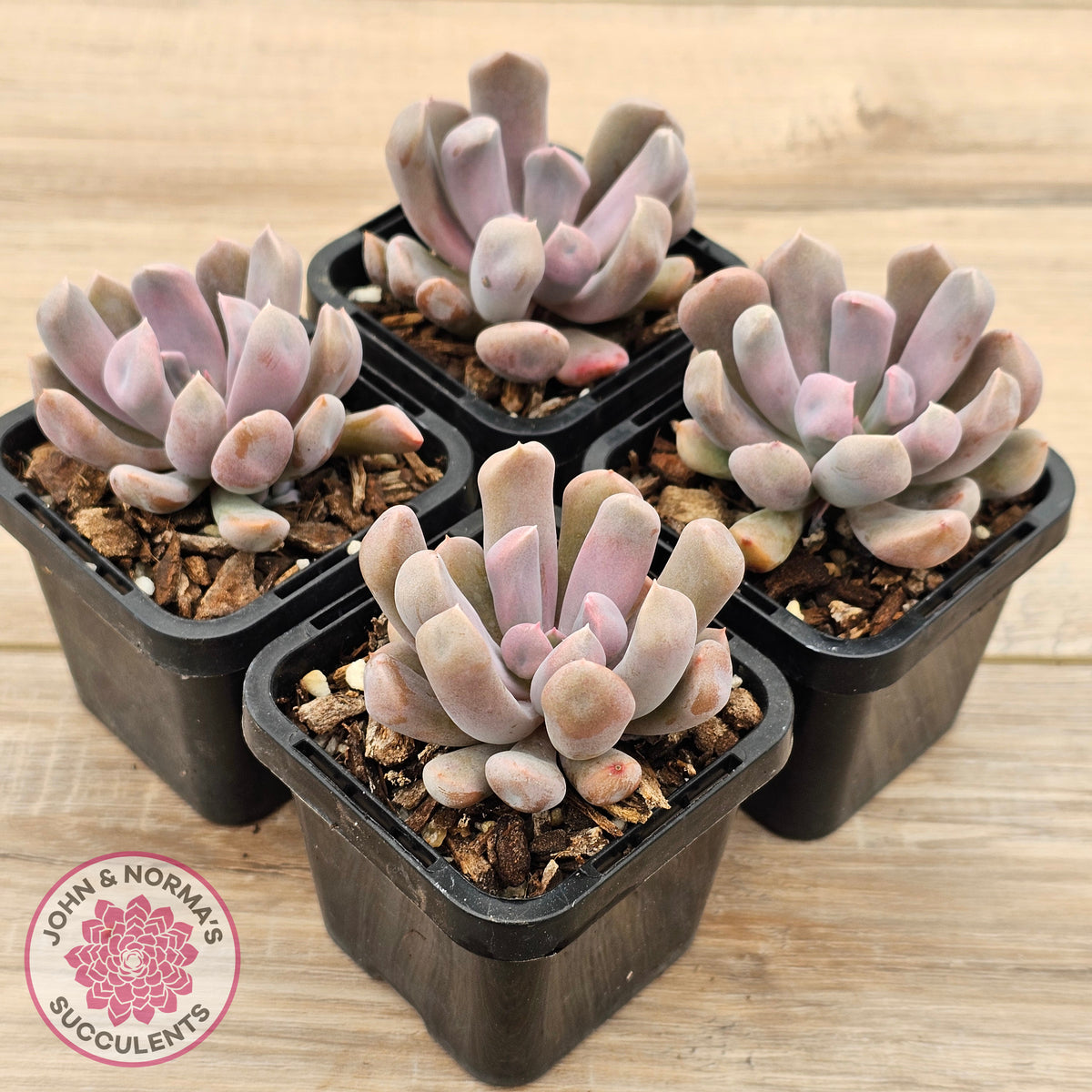 Graptoveria Topsy Debbie 'Lilac Spoons'