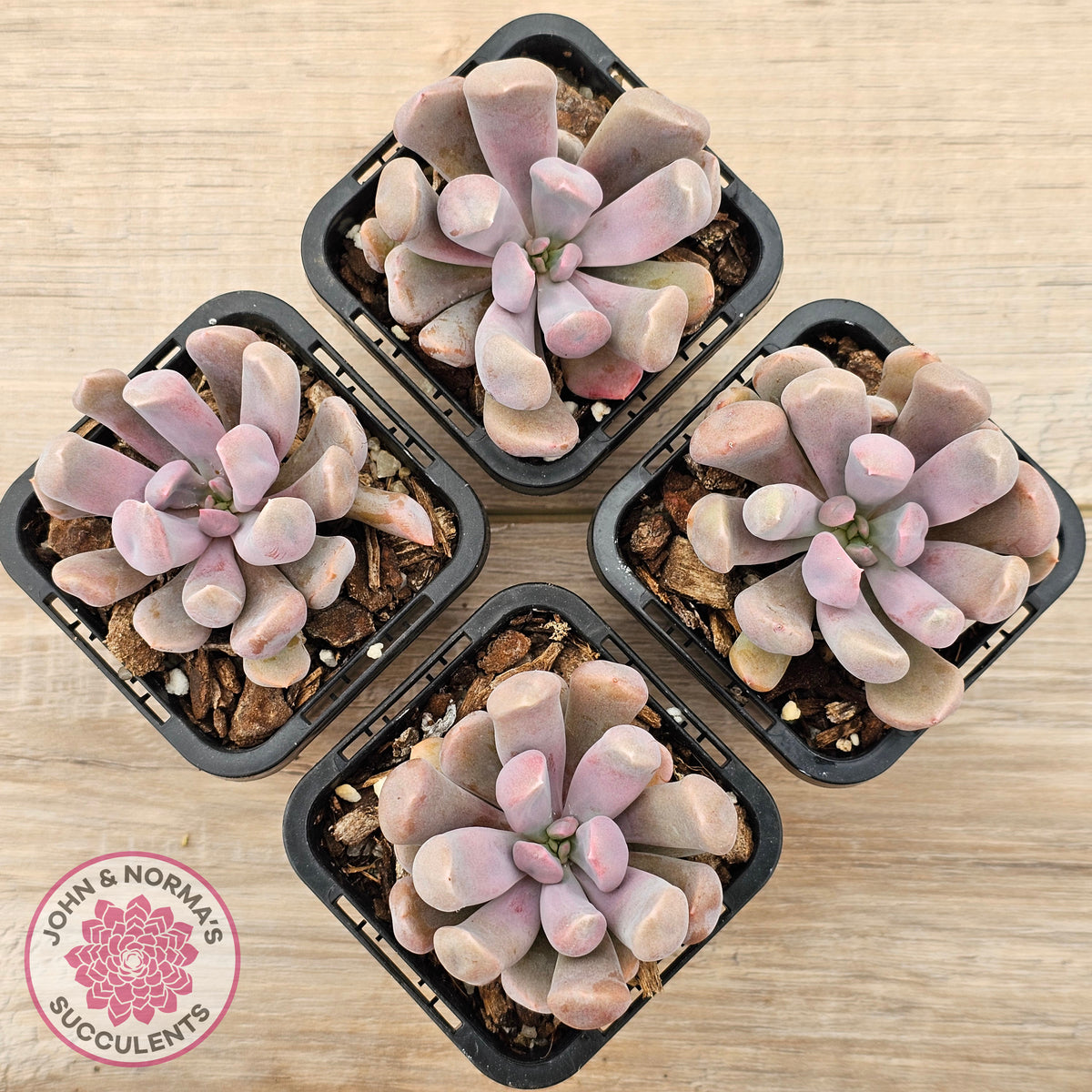 Graptoveria Topsy Debbie 'Lilac Spoons'