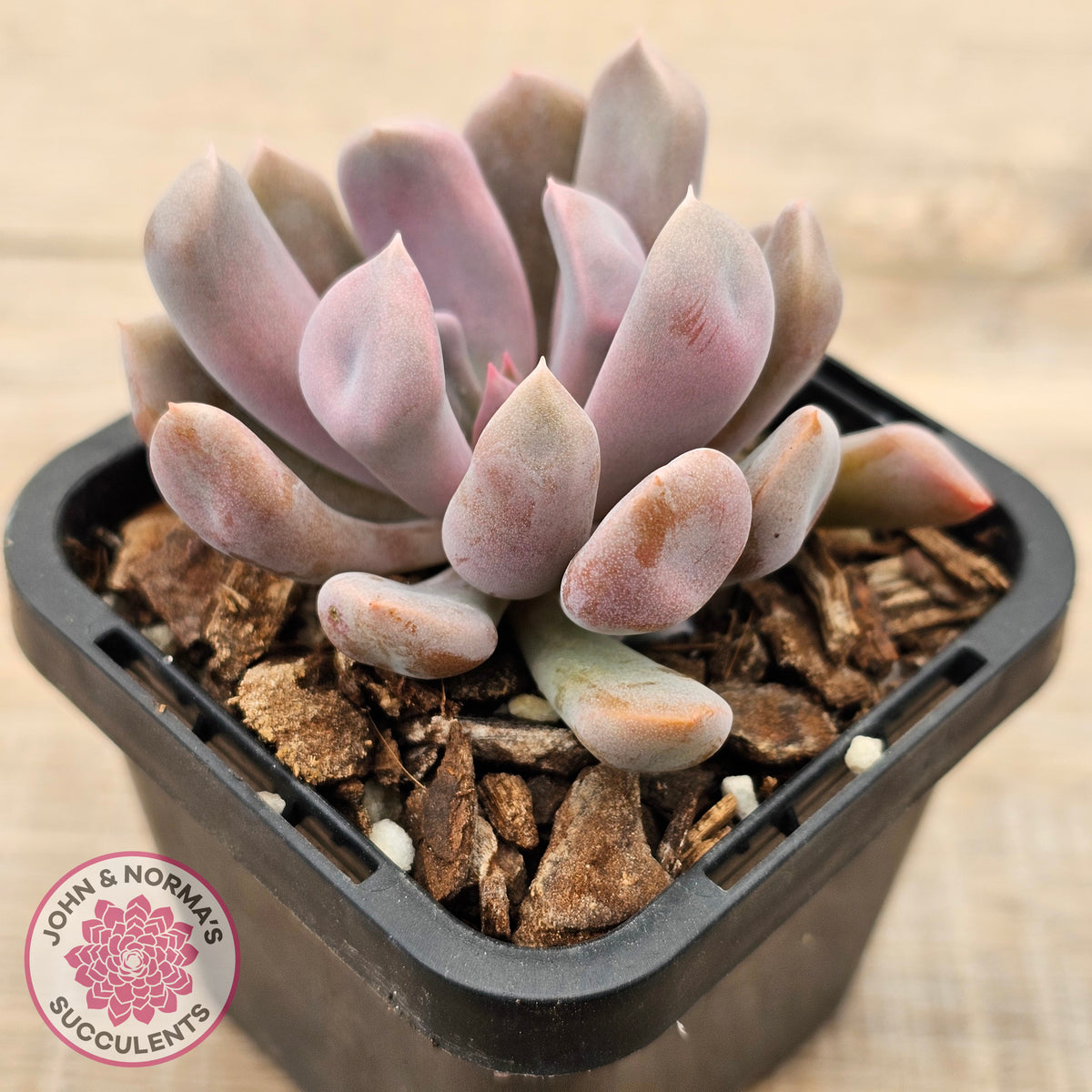 Graptoveria Topsy Debbie 'Lilac Spoons'