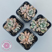 Load image into Gallery viewer, Graptoveria White Dew