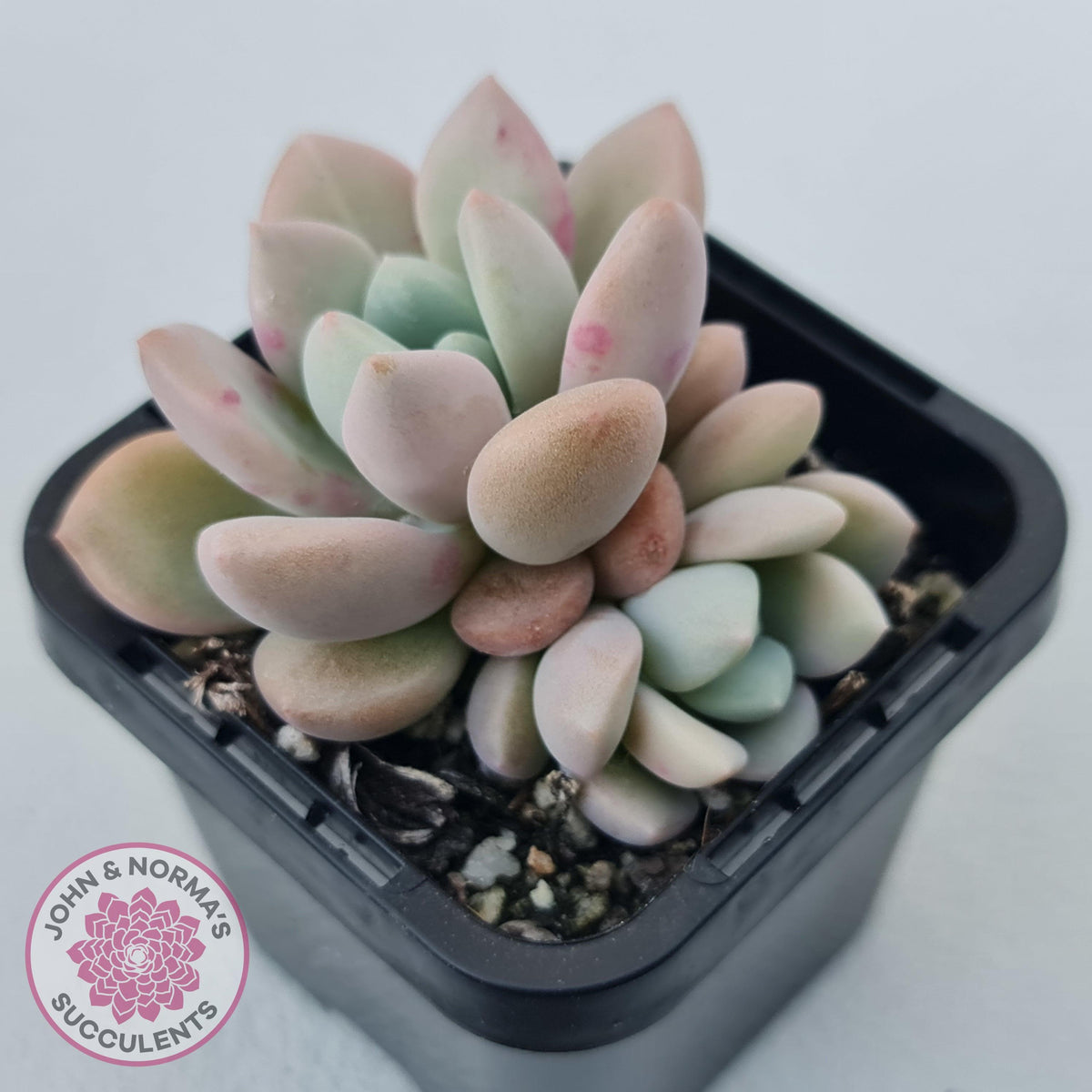 Graptoveria White Dew