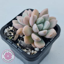 Load image into Gallery viewer, Graptoveria White Dew - John & Norma's Succulents Australia