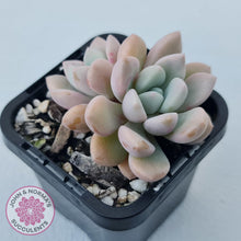 Load image into Gallery viewer, Graptoveria White Dew