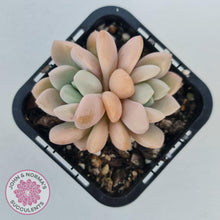 Load image into Gallery viewer, Graptoveria White Dew