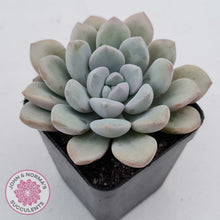 Load image into Gallery viewer, Graptoveria White Dew
