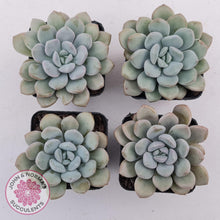 Load image into Gallery viewer, Graptoveria 'White Dew' plants for sale. Group of four stunning plants shown in 7cm pots