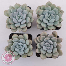 Load image into Gallery viewer, Graptoveria White Dew