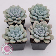 Load image into Gallery viewer, Graptoveria 'White Dew' plants for sale. Group of four stunning plants  shown in 7cm pots
