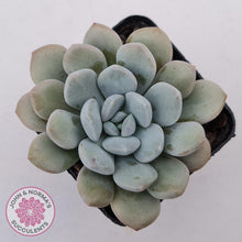 Load image into Gallery viewer, Graptoveria White Dew