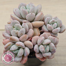 Load image into Gallery viewer, Graptoveria White Dew - (Same Plants)